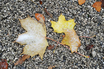 leaves covered with snow