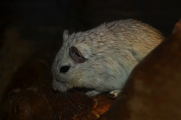Mongolian gerbil