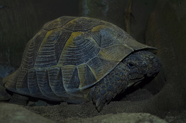 A big tortoise (Central Asian tortoise)