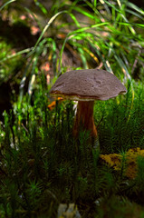 Fototapeta na wymiar Mushroom in the forest surrounded by moss