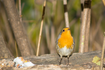 Closeup of robin on a tree. Robin to the manger. Pettirosso su ramo di un albero, pettirosso alla mangiatoia