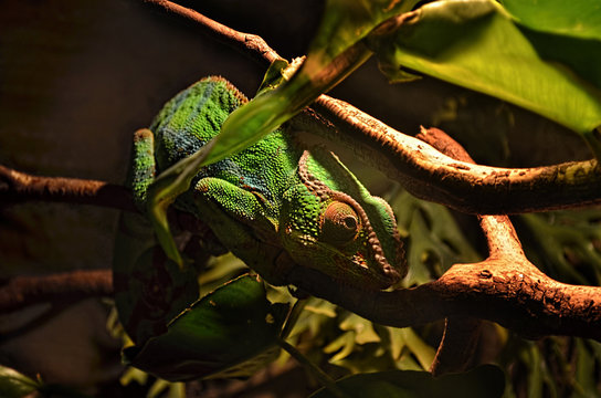 Сhameleon lizard on a tree branch