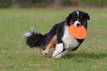 australian shepherd playing frisbe