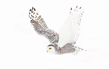 Photo sur Plexiglas Hibou Harfang des neiges (Bubo scandiacus) isolé sur fond blanc vole bas sur la chasse un champ enneigé ouvert à Ottawa, Canada