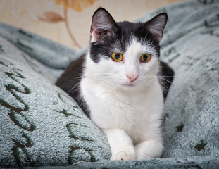 Young cat lying on the sofa.