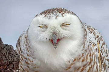 Papier Peint photo Lavable Hibou Snowy owl (Bubo scandiacus) smiling for the camera in Canada