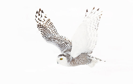 Snowy owl (Bubo scandiacus) isolated on white background flies low over hunting an open snowy field in Ottawa, Canada