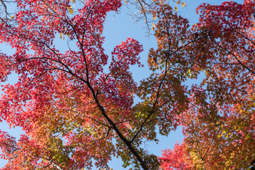 Colors of autumn leaves in Japan