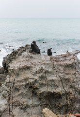 Seal Colony in Picton, New Zealand