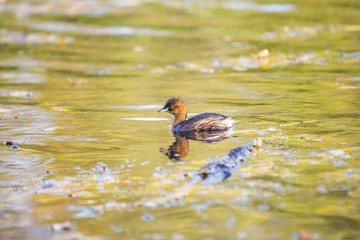 Little Grebe (Tachybaptus ruficollis)