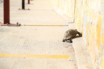 Turtle