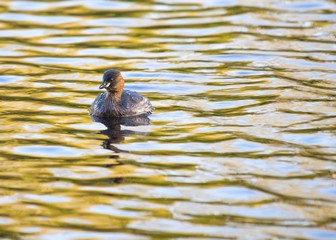 Little Grebe (Tachybaptus ruficollis)