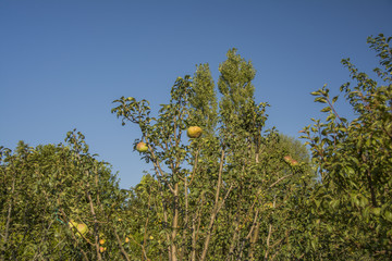 sonbahar manzaraları
