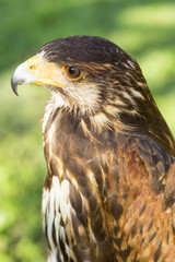 Harris hawk portrait