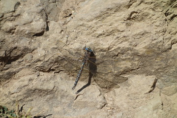 Dragonfly resting