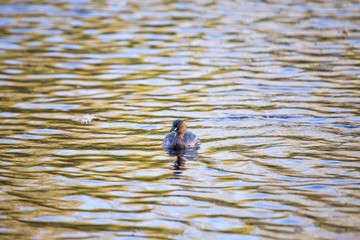Little Grebe (Tachybaptus ruficollis)