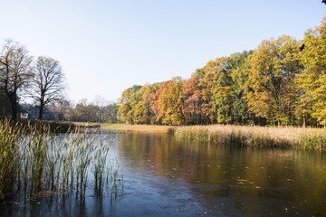lake and tree in the park photo. Beautiful picture, background,