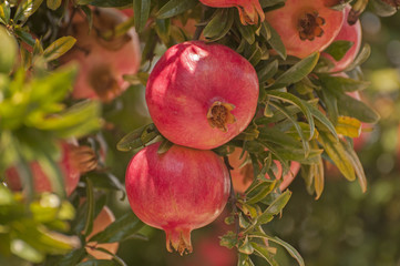 Pomegranate