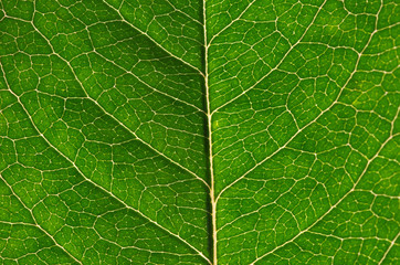 Naklejka na ściany i meble close up of green leaf texture
