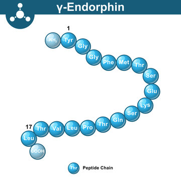 รูปภาพEndorphin – เลือกดูภาพถ่ายสต็อก เวกเตอร์ และวิดีโอ6,107 | Adobe Stock