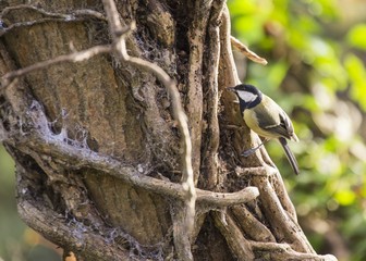 Great Tit (Parus major)