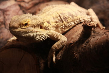 Pogona vitticeps