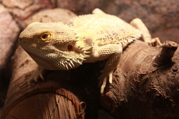 Pogona vitticeps