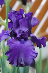 Violett iris