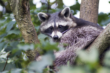 racoon © macgyverhh