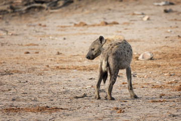 Standing hyena rear view