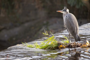 Grey Heron (Ardea cinerea)