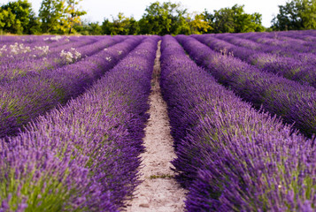 Naklejka na ściany i meble Fields of Lavender