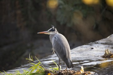 Grey Heron (Ardea cinerea)
