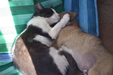 Cat and puppy cuddle