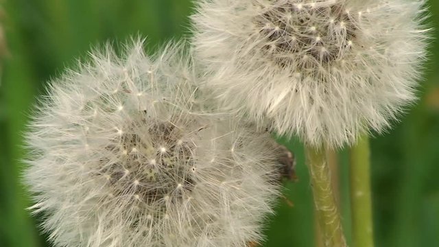 Eine Pusteblume bewegt sich im Wind