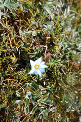 Small flower Bolivian 