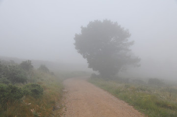Jakobsweg im Nebel in Spanien