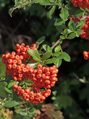 Feuerdorn, Pyracantha