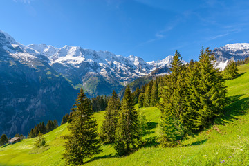 View of beautiful landscape in the Alps with fresh green meadows and snow-capped mountain tops in the background on a sunny day with blue sky and clouds in springtime.