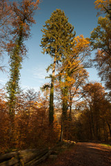 Pine tree in autumn and blue sky in the background