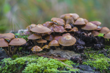 Non-edible mushrooms on an old fallen tree