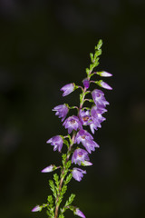 Wild Purple Common Heather, Calluna vulgaris, blossom on dark bokeh background close-up, selective focus, shallow DOF
