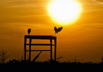 Silhouette of Herons at Sunset