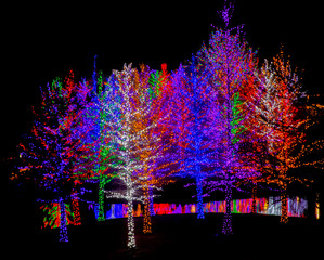 Trees in a city park covered with colored lights during the Christmas and Holiday season.