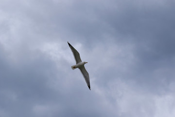 Obraz premium seagull