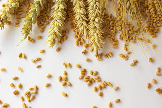 spikelets of wheat and grain on the white background.