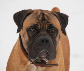 Gentle look... Closeup portrait of a beautiful dog breed South African Boerboel