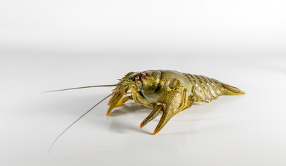 living Crayfish on a white background