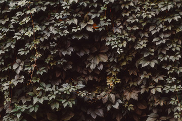 Green ivy covered wall as background image