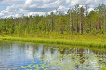 Fototapeta na wymiar Northern landscape. River in Finnish Lapland